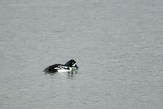 Spatelente (3 von 3).jpg